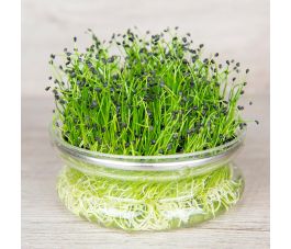 Kiemgroente - Chinese bieslook - 20g - BIO
