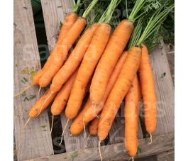 Wortel - Dolciva - BIODYNAMISCH