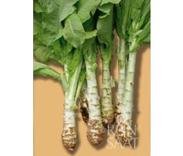 Celtuce - Stengelsla - BIODYNAMISCH