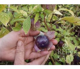 Tomatillo - Purple - BIO