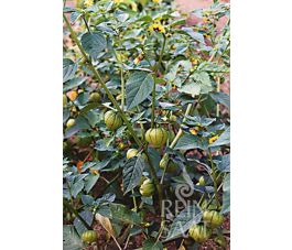 Tomatillo - Green - BIO - 50% korting wegens verminderde kiemkracht