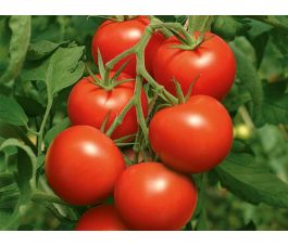 Tomaat - Pilu - BIODYNAMISCH