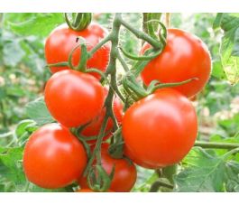 Tomaat - Ruthje - BIODYNAMISCH