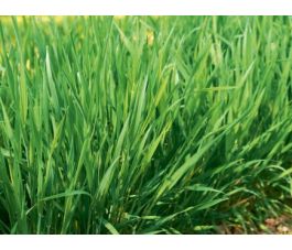 Semi-blijvende rogge 50g - BIO