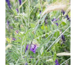 Wikke-rogge mengeling 50g - BIO