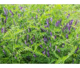 Winterwikke (bonte wikke) - Vicia villosa - Ostsaat Dr. Baumanns - 1kg - BIO