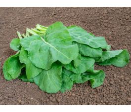 Warmoes - Verde da taglio - BIODYNAMISCH