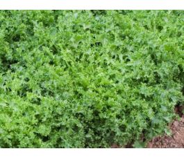 Krulandijvie - Wallonne (Frisée) - BIODYNAMISCH