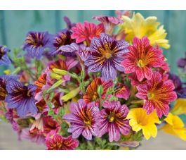 Salpiglossis sinuata - Trompetbloem - BIODYNAMISCH