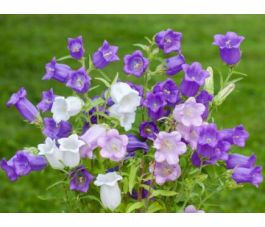 Campanula medium - Marietteklokje - BIODYNAMISCH