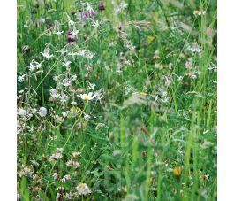 Wilde bloemenmengsel voor schaduwstandplaats - BIO