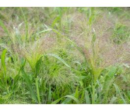 Panicum virgatum - Vingergras 'Fontaine' - BIODYNAMISCH