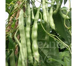 Staakboon/Stokslaboon - Trebona - BIODYNAMISCH