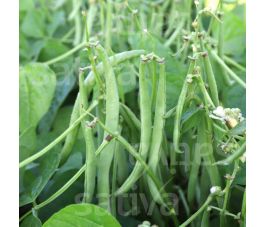 Stamslaboon (struikboon) - Maxi - BIO