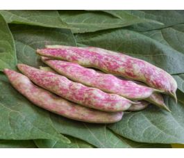 Stamslaboon/Struikboon - Sanguigno 2 - BIO