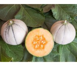 Meloen - Murrmel - BIODYNAMISCH