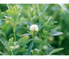 Alexandrijnse klaver 25g - BIO