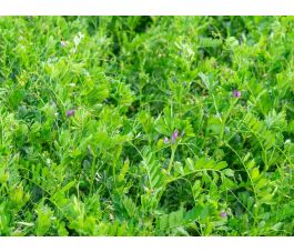 Zomerwikke (voederwikke) - Vicia sativa - 1kg - BIO