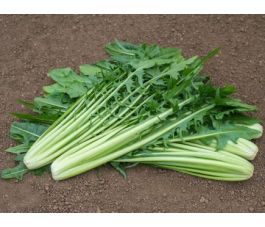 Snijlof - Catalogna - Aurelia - BIO - 50% korting wegens verminderde kiemkracht