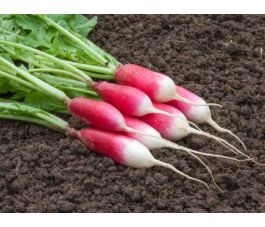 Radijs - French Breakfast 2 - BIO