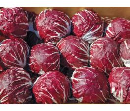 Roodlof - Radicchio - 506 TT - BIO