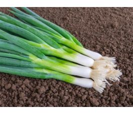 Stengelui - Ischikrona - BIODYNAMISCH