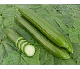 Komkommer - Helena - BIODYNAMISCH