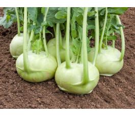 Koolrabi - Rasko - BIODYNAMISCH