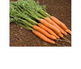 Wortel - Fine - BIODYNAMISCH 50% korting wegens verminderde kiemkracht