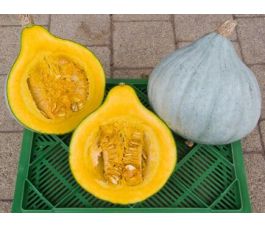 Pompoen - Blue Ballet - BIODYNAMISCH