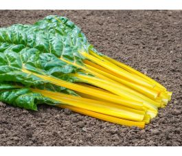 Warmoes/snijbiet geel - Pirol - BIODYNAMISCH