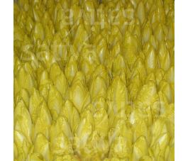 Witloof - Etardo KS - BIO