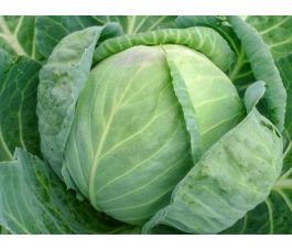 Witte kool - Domarna - BIODYNAMISCH