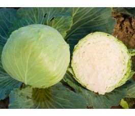 Witte kool - Donator - BIODYNAMISCH