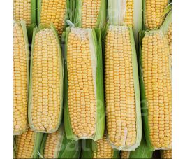 Suikermäis vroeg - Damaun KS - BIODYNAMISCH