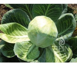 Witte kool - Dowinda - BIODYNAMISCH