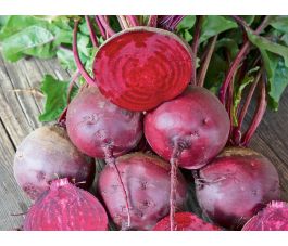 Rode biet - Gesche - BIO - 50% korting wegens verminderde kiemkracht