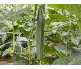 Komkommer - Cleopha - BIODYNAMISCH