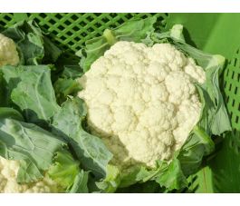 Bloemkool - Amabile - BIO