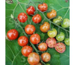 Kerstomaat - Primabella - BIODYNAMISCH