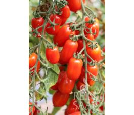 Tomaat - Pippa - BIODYNAMISCH
