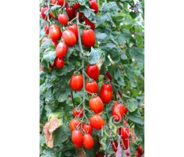 Tomaat - Kalami - BIODYNAMISCH