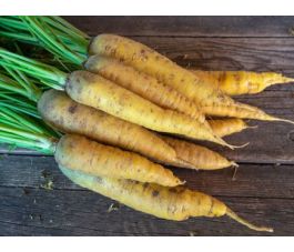Wortel - Gelbe Gochsheimer - BIODYNAMISCH