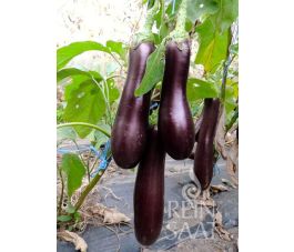 Aubergine - Violette Lunga 3 - BIO - 50% korting wegens verminderde kiemkracht