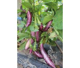 Aubergine - Tsakoniki - BIODYNAMISCH