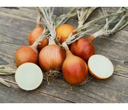 Ui - Rijnsburger 5/Bingo - BIO