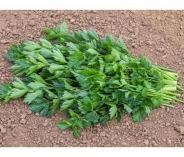 Snijselderij/Bladselderij - Gewöhnlicher Schnitt - BIODYNAMISCH