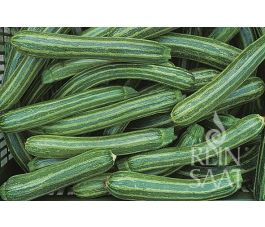 Courgette - Striato d'Italia - BIODYNAMISCH