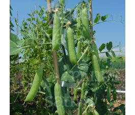 Doperwt - Karina - BIO