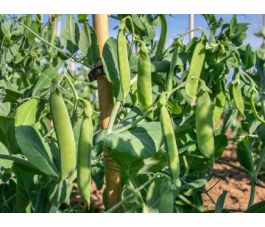 Doperwt - Kleine Rheinländerin - BIO